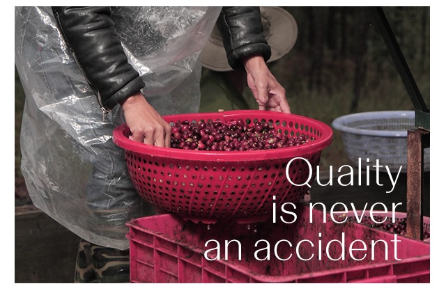 The Order of The Sense, Hái Lựa Trái Cà Phê Chín Đỏ,