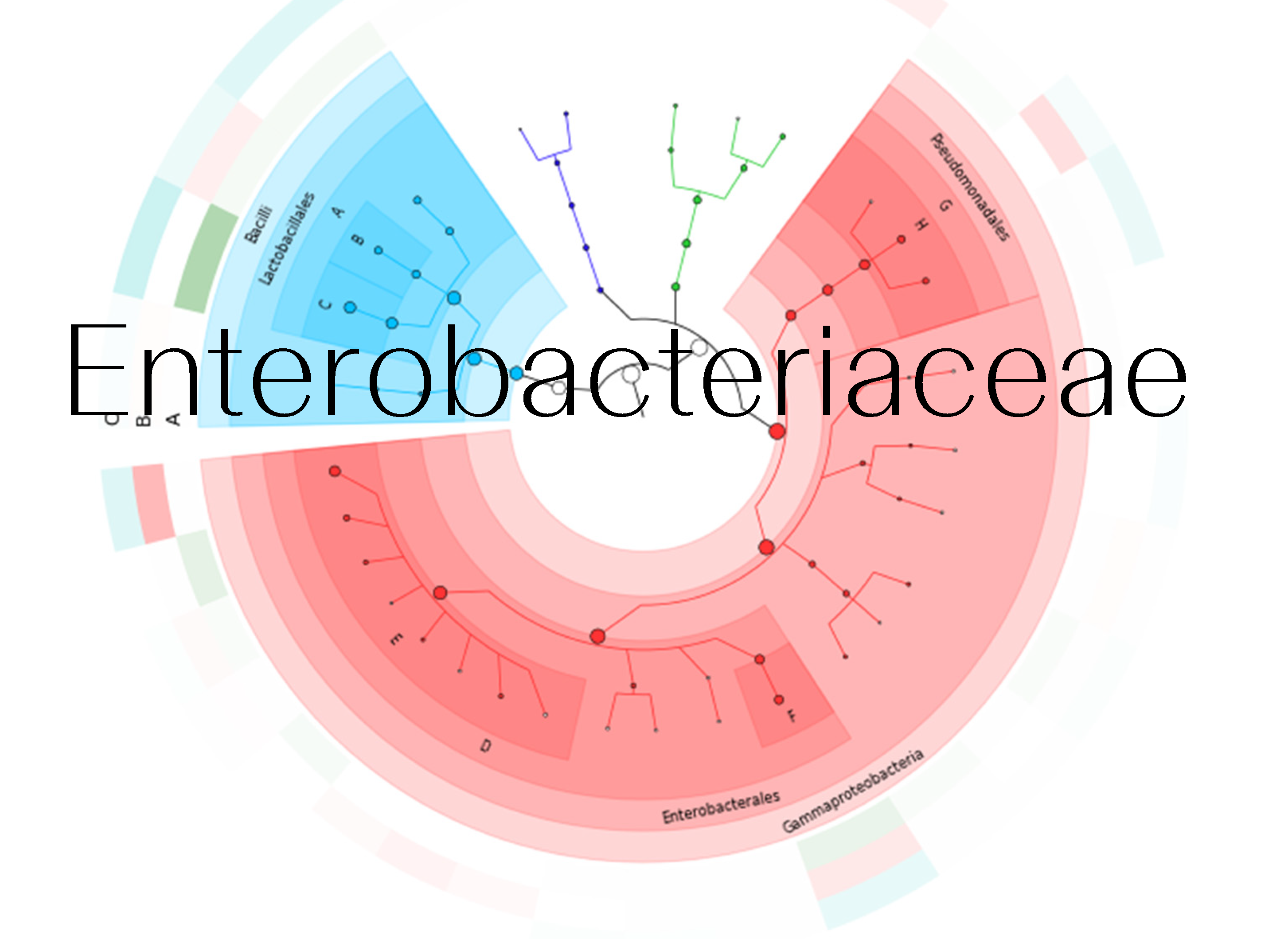 Vai Phụ Không Được Ở Lại Lâu - Enterobacteriaceae Trong Lên Men Cà Phê