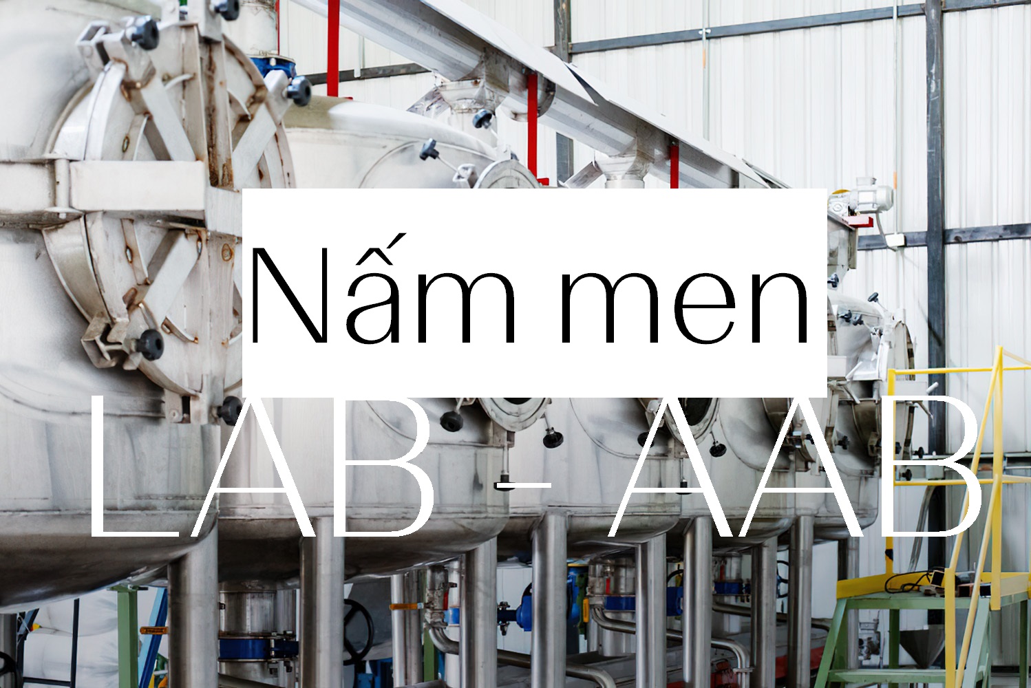 Ứng Dụng Vi Sinh Vật Trong Quá Trình Lên Men Cà Phê - Cách Tiếp Cận Khoa Học.