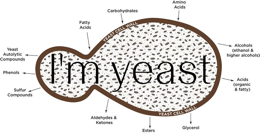 Nấm men và LAB - Khoa Học Vi Sinh Và Hương Vị Sản Phẩm